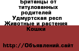 Британцы от титулованных родителей - Удмуртская респ. Животные и растения » Кошки   